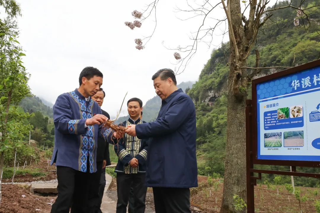 2019年4月15日，習(xí)近平在重慶華溪村考察特色經(jīng)濟(jì)作物帶動(dòng)村民脫貧的情況。新華社記者 鞠鵬 攝