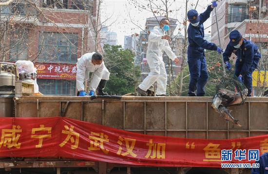 3月13日，一批運(yùn)到湖北省武漢市硚口區(qū)華生漢口城市廣場社區(qū)的活魚在卸貨。當(dāng)日，首批100噸調(diào)配自咸寧市的活魚運(yùn)抵武漢市硚口區(qū)11個(gè)街道下轄社區(qū)。 新華社記者 程敏 攝